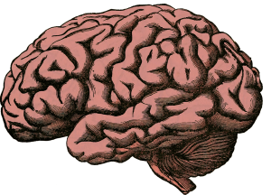 Brain image