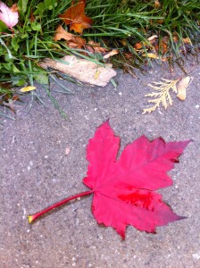 Red maple leaf