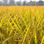 Straw to gold in 5 steps