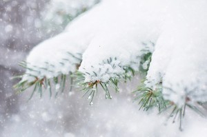 Snow in pine tree