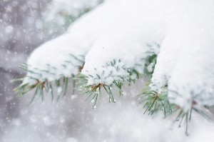 Where snowy woods are lovely, dark and deep