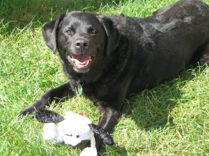 Sue's black lab