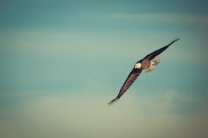 Soaring eagle