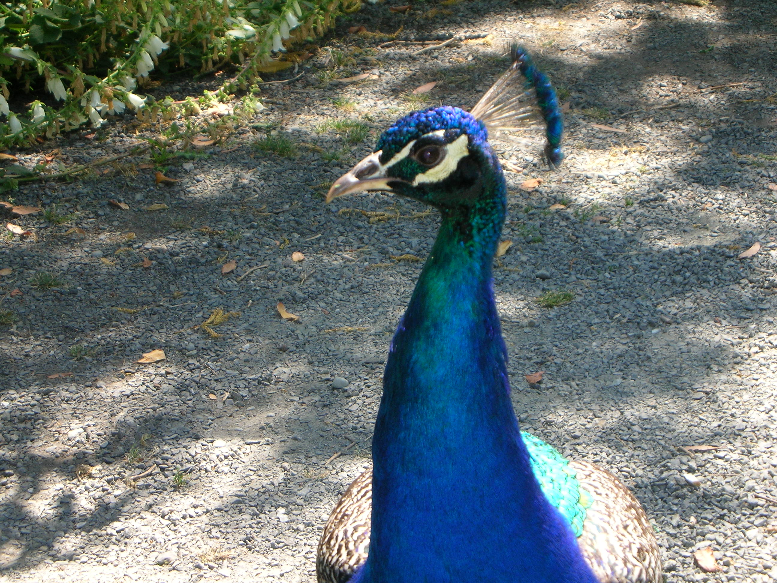 Peacock at Royal Roads U.