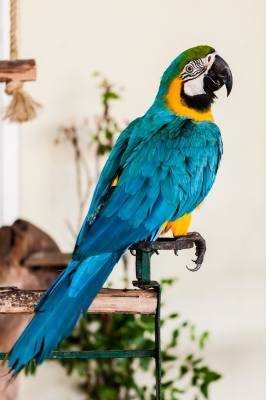 This parrot is resting, like your past clients