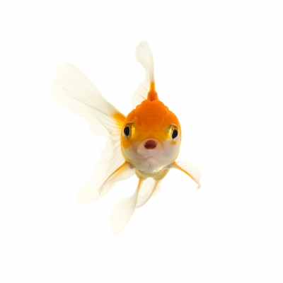 Short attention span goldfish