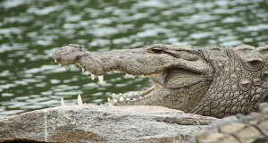 SEO as a hungry croc