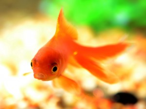 Attention span of a goldfish