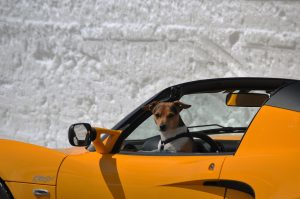 Dog at a steering wheel