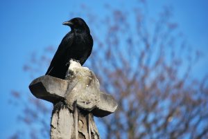 Raven on a headstone