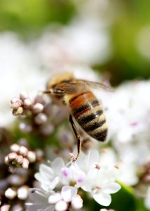 Buzzing bee