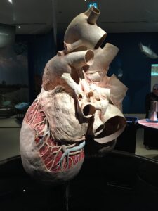 Whale heart