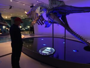 A whale skeleton at the ROM