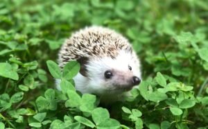 Baby hedgehog