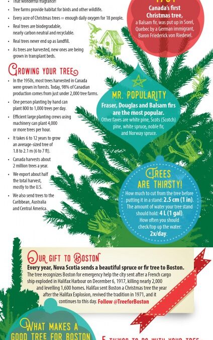 Fun facts about Christmas trees [infographic]